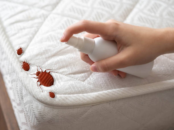 Best Spider Control Near Me  in Sanger, CA